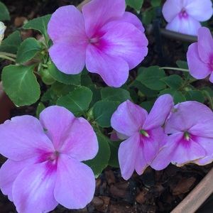 Meet your Posher, Diane